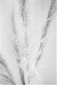 Picture of Whispy Pampas _GroupedProduct_Rectangle_Portrait_Photography _GroupedProduct_Rectangle_Portrait_Unframed_Print_Only_