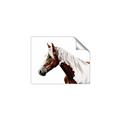 Picture of Spotted Horse _GroupedProduct_Rectangle_Landscape_Photography _GroupedProduct_Rectangle_Landscape_Unframed_Print_Only_