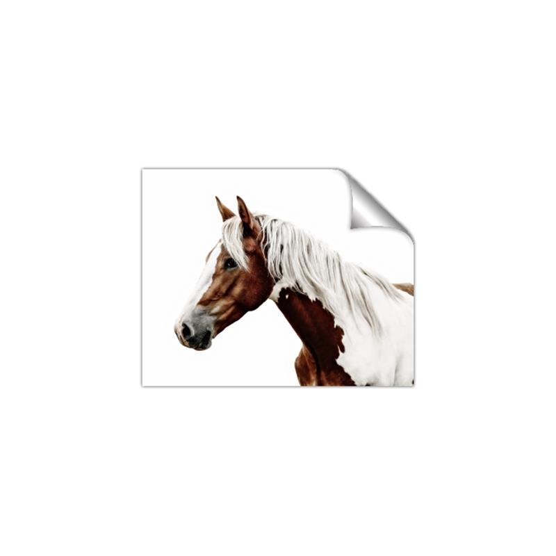 Picture of Spotted Horse _GroupedProduct_Rectangle_Landscape_Photography _GroupedProduct_Rectangle_Landscape_Unframed_Print_Only_
