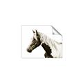 Picture of Spotted Horse _GroupedProduct_Rectangle_Landscape_Photography _GroupedProduct_Rectangle_Landscape_Unframed_Print_Only_