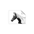 Picture of Spotted Horse _GroupedProduct_Rectangle_Landscape_Photography _GroupedProduct_Rectangle_Landscape_Unframed_Print_Only_