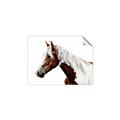 Picture of Spotted Horse _GroupedProduct_Rectangle_Landscape_Photography _GroupedProduct_Rectangle_Landscape_Unframed_Print_Only_