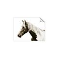 Picture of Spotted Horse _GroupedProduct_Rectangle_Landscape_Photography _GroupedProduct_Rectangle_Landscape_Unframed_Print_Only_