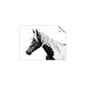 Picture of Spotted Horse _GroupedProduct_Rectangle_Landscape_Photography _GroupedProduct_Rectangle_Landscape_Unframed_Print_Only_