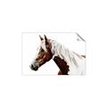 Picture of Spotted Horse _GroupedProduct_Rectangle_Landscape_Photography _GroupedProduct_Rectangle_Landscape_Unframed_Print_Only_