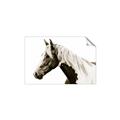 Picture of Spotted Horse _GroupedProduct_Rectangle_Landscape_Photography _GroupedProduct_Rectangle_Landscape_Unframed_Print_Only_