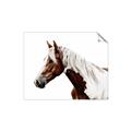 Picture of Spotted Horse _GroupedProduct_Rectangle_Landscape_Photography _GroupedProduct_Rectangle_Landscape_Unframed_Print_Only_