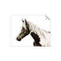 Picture of Spotted Horse _GroupedProduct_Rectangle_Landscape_Photography _GroupedProduct_Rectangle_Landscape_Unframed_Print_Only_