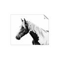Picture of Spotted Horse _GroupedProduct_Rectangle_Landscape_Photography _GroupedProduct_Rectangle_Landscape_Unframed_Print_Only_