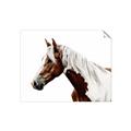 Picture of Spotted Horse _GroupedProduct_Rectangle_Landscape_Photography _GroupedProduct_Rectangle_Landscape_Unframed_Print_Only_