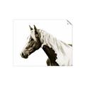 Picture of Spotted Horse _GroupedProduct_Rectangle_Landscape_Photography _GroupedProduct_Rectangle_Landscape_Unframed_Print_Only_