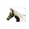 Picture of Spotted Horse _GroupedProduct_Rectangle_Landscape_Photography _GroupedProduct_Rectangle_Landscape_Unframed_Print_Only_