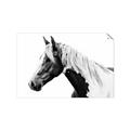 Picture of Spotted Horse _GroupedProduct_Rectangle_Landscape_Photography _GroupedProduct_Rectangle_Landscape_Unframed_Print_Only_