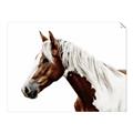 Picture of Spotted Horse _GroupedProduct_Rectangle_Landscape_Photography _GroupedProduct_Rectangle_Landscape_Unframed_Print_Only_