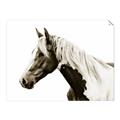 Picture of Spotted Horse _GroupedProduct_Rectangle_Landscape_Photography _GroupedProduct_Rectangle_Landscape_Unframed_Print_Only_