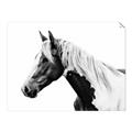 Picture of Spotted Horse _GroupedProduct_Rectangle_Landscape_Photography _GroupedProduct_Rectangle_Landscape_Unframed_Print_Only_