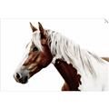 Picture of Spotted Horse _GroupedProduct_Rectangle_Landscape_Photography _GroupedProduct_Rectangle_Landscape_Unframed_Print_Only_