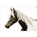 Picture of Spotted Horse _GroupedProduct_Rectangle_Landscape_Photography _GroupedProduct_Rectangle_Landscape_Unframed_Print_Only_