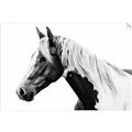 Picture of Spotted Horse _GroupedProduct_Rectangle_Landscape_Photography _GroupedProduct_Rectangle_Landscape_Unframed_Print_Only_