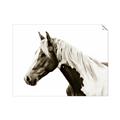Picture of Spotted Horse _GroupedProduct_Rectangle_Landscape_Photography _GroupedProduct_Rectangle_Landscape_Unframed_Print_Only_