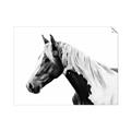 Picture of Spotted Horse _GroupedProduct_Rectangle_Landscape_Photography _GroupedProduct_Rectangle_Landscape_Unframed_Print_Only_