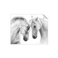 Picture of Face Off Horses _GroupedProduct_Rectangle_Landscape_Photography _GroupedProduct_Rectangle_Landscape_Unframed_Print_Only_