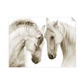Picture of Face Off Horses _GroupedProduct_Rectangle_Landscape_Photography _GroupedProduct_Rectangle_Landscape_Unframed_Print_Only_