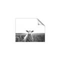 Picture of Field Sheep  _GroupedProduct_Rectangle_Landscape_Photography _GroupedProduct_Rectangle_Landscape_Unframed_Print_Only_