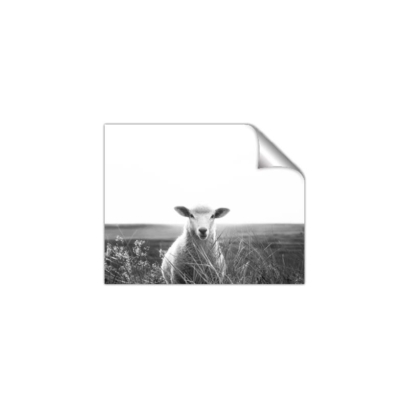 Picture of Field Sheep  _GroupedProduct_Rectangle_Landscape_Photography _GroupedProduct_Rectangle_Landscape_Unframed_Print_Only_