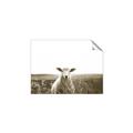 Picture of Field Sheep  _GroupedProduct_Rectangle_Landscape_Photography _GroupedProduct_Rectangle_Landscape_Unframed_Print_Only_