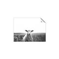 Picture of Field Sheep  _GroupedProduct_Rectangle_Landscape_Photography _GroupedProduct_Rectangle_Landscape_Unframed_Print_Only_