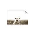 Picture of Field Sheep  _GroupedProduct_Rectangle_Landscape_Photography _GroupedProduct_Rectangle_Landscape_Unframed_Print_Only_