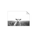 Picture of Field Sheep  _GroupedProduct_Rectangle_Landscape_Photography _GroupedProduct_Rectangle_Landscape_Unframed_Print_Only_