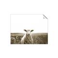 Picture of Field Sheep  _GroupedProduct_Rectangle_Landscape_Photography _GroupedProduct_Rectangle_Landscape_Unframed_Print_Only_