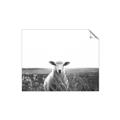 Picture of Field Sheep  _GroupedProduct_Rectangle_Landscape_Photography _GroupedProduct_Rectangle_Landscape_Unframed_Print_Only_