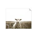 Picture of Field Sheep  _GroupedProduct_Rectangle_Landscape_Photography _GroupedProduct_Rectangle_Landscape_Unframed_Print_Only_