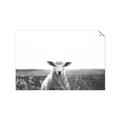 Picture of Field Sheep  _GroupedProduct_Rectangle_Landscape_Photography _GroupedProduct_Rectangle_Landscape_Unframed_Print_Only_