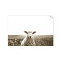 Picture of Field Sheep  _GroupedProduct_Rectangle_Landscape_Photography _GroupedProduct_Rectangle_Landscape_Unframed_Print_Only_