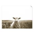 Picture of Field Sheep  _GroupedProduct_Rectangle_Landscape_Photography _GroupedProduct_Rectangle_Landscape_Unframed_Print_Only_