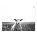 Picture of Field Sheep  _GroupedProduct_Rectangle_Landscape_Photography _GroupedProduct_Rectangle_Landscape_Unframed_Print_Only_