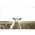Picture of Field Sheep  _GroupedProduct_Rectangle_Landscape_Photography _GroupedProduct_Rectangle_Landscape_Unframed_Print_Only_