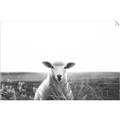 Picture of Field Sheep  _GroupedProduct_Rectangle_Landscape_Photography _GroupedProduct_Rectangle_Landscape_Unframed_Print_Only_