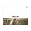 Picture of Field Sheep  _GroupedProduct_Rectangle_Landscape_Photography _GroupedProduct_Rectangle_Landscape_Unframed_Print_Only_