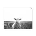 Picture of Field Sheep  _GroupedProduct_Rectangle_Landscape_Photography _GroupedProduct_Rectangle_Landscape_Unframed_Print_Only_