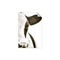 Picture of Side Cow _GroupedProduct_Rectangle_Portrait_Photography _GroupedProduct_Rectangle_Portrait_Unframed_Print_Only_