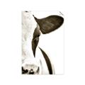 Picture of Side Cow _GroupedProduct_Rectangle_Portrait_Photography _GroupedProduct_Rectangle_Portrait_Unframed_Print_Only_