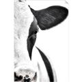 Picture of Side Cow _GroupedProduct_Rectangle_Portrait_Photography _GroupedProduct_Rectangle_Portrait_Unframed_Print_Only_