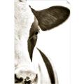 Picture of Side Cow _GroupedProduct_Rectangle_Portrait_Photography _GroupedProduct_Rectangle_Portrait_Unframed_Print_Only_