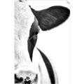 Picture of Side Cow _GroupedProduct_Rectangle_Portrait_Photography _GroupedProduct_Rectangle_Portrait_Unframed_Print_Only_