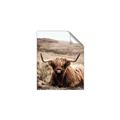 Picture of Furry Brown Cow _GroupedProduct_Rectangle_Portrait_Photography _GroupedProduct_Rectangle_Portrait_Unframed_Print_Only_